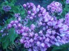 флоксы