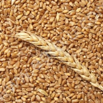 зерновые в мешках пшеница <span>ячмень</span> овес