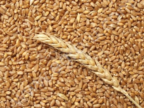 Зерновые в мешках (пшеница, ячмень, овес)