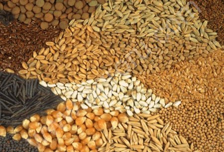 семена с/х культур