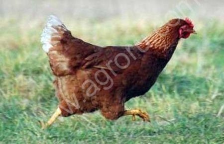 Куры несушки