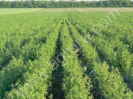 Люцерна (Манычская) элита