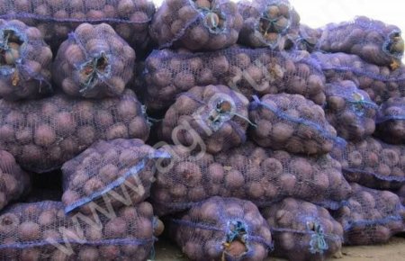 Свекла Бурак