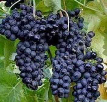 Виноград