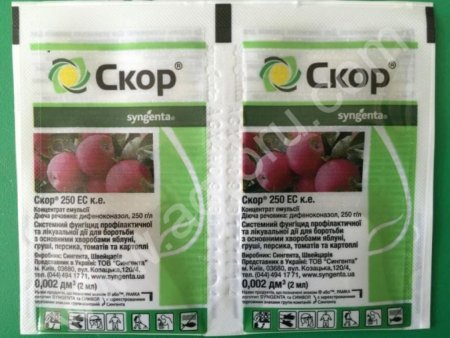 Фунгицид Скор. Средство От Курчавости Листьев на Персике