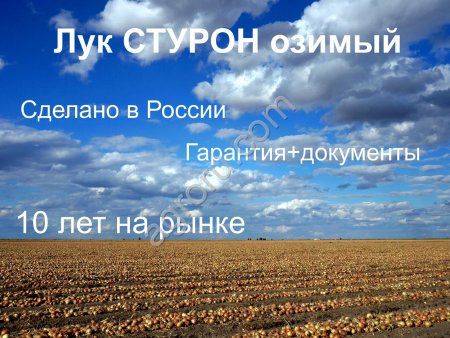 Семена лука Стурон.Озимый лук.