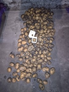 Картофель продовольственный Гала