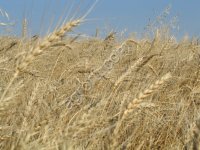 Пшеница 3 класса