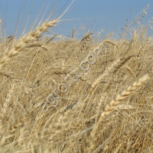 Пшеница класса