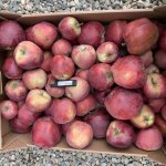 Яблоки Супер Чиф/Джеромин