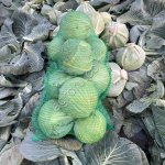 Капуста. F1 Триумф. Арривист