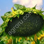 Гибрид подсолнечника НС Х 6006 под Экспресс