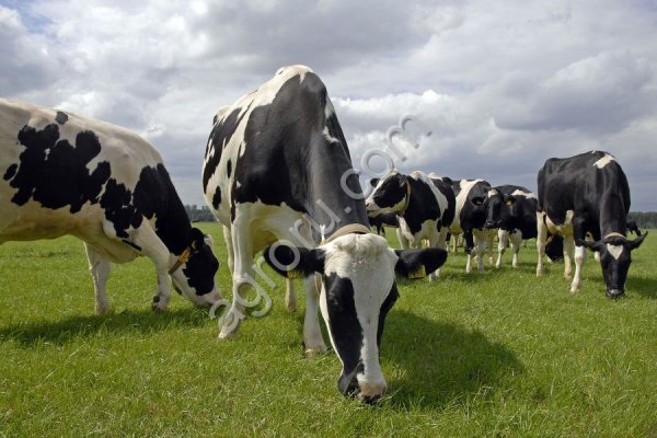 Краткий обзор новостей молочного рынка