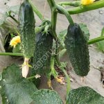 Огурец тепличный