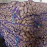 Картофель оптом