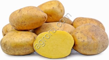 Agria - Potatoes