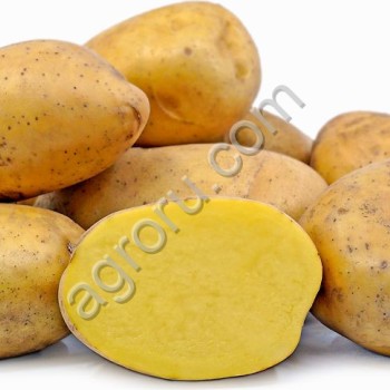 Agria - Potatoes