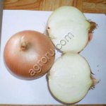 Лук репчатый