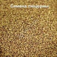 Семена люцерны вега 87