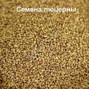 Семена люцерны вега 87