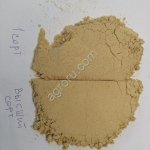 Горчичный порошок