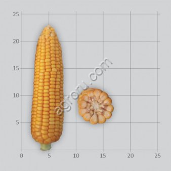 Семена кукурузы
