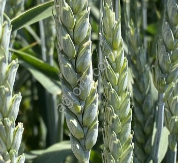 Семена пшеницы озимой Алексеич