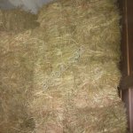 сено суданка, разнотравье, люцерна