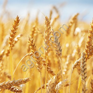 Пшеница оптом на экспорт