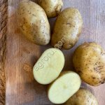 Картофель Беттина