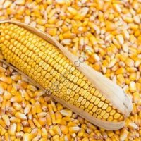 Кукуруза