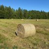 Сено луговое разнотравье