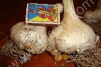 <strong>чеснок</strong> рокамболь