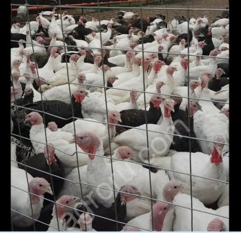 Мясо индейки