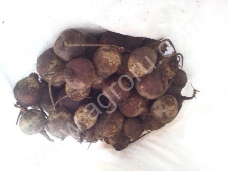 Свекла Пабло