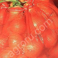 лук репчатый