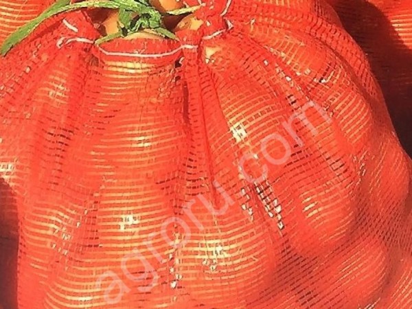 лук репчатый