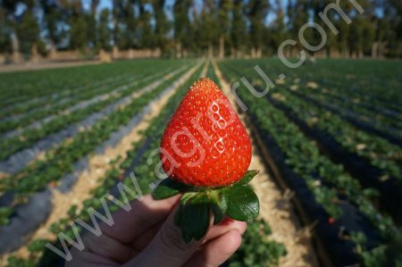 Клубника Земляника свежая