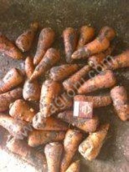 морковь на переработку