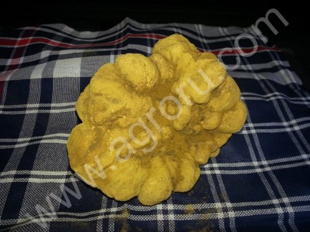 грибы Черный трюфель , Белый трюфель.