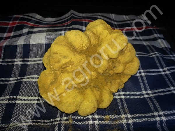 грибы Черный трюфель , Белый трюфель.