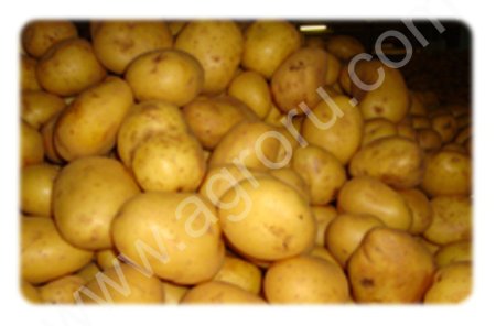 Картофель крупный 5+