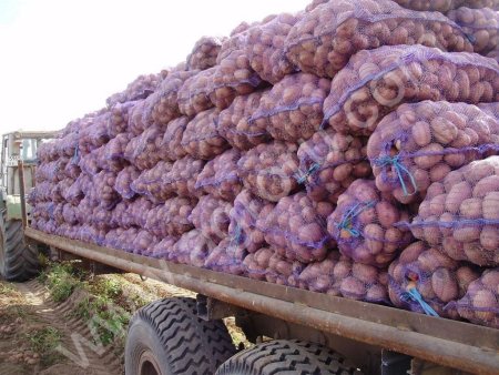 картофеля Белых и Красных сортов Оптом от Производителя, Калибр 5+