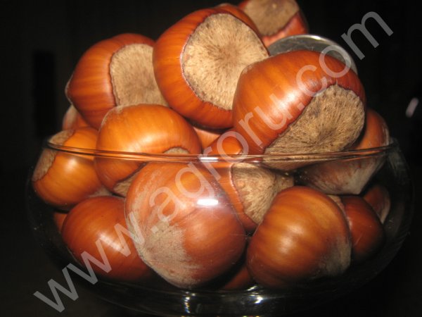 Вегетативные саженцы крупноплодного фундука Трапезунд. (не сеянцы)