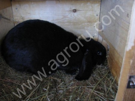 Кролики великаны