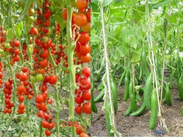 огурец Атлет