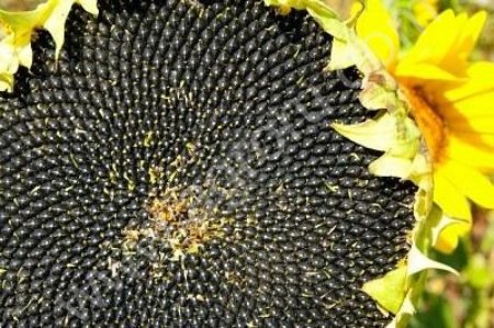 семена гибридов подсолнечника, сорго и кукурузы!!!