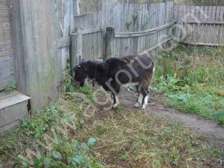 Козел производитель