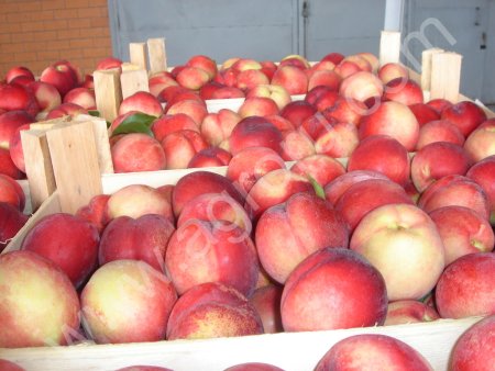 персики и нектарин