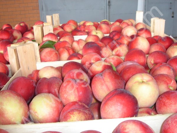 персики и нектарин